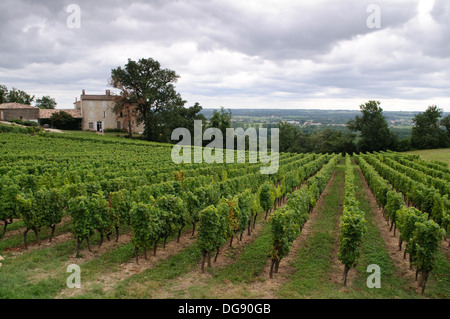 Vigneti di Sainte-Croix-du-Mont nella regione dei vini di Bordeaux di Francia Foto Stock