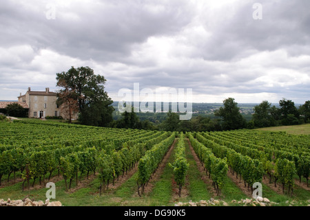 Vigneti di Sainte-Croix-du-Mont nella regione dei vini di Bordeaux di Francia Foto Stock