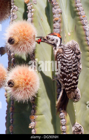 Picchio Ladder-Backed mangia ficodindia frutto su un Cardon Cactus.(Picoides scalaris su Pachycereus Pringlei).Baja California. Foto Stock