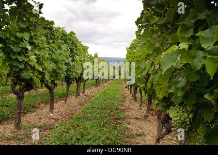 Vigneti di Sainte-Croix-du-Mont nella regione dei vini di Bordeaux di Francia Foto Stock