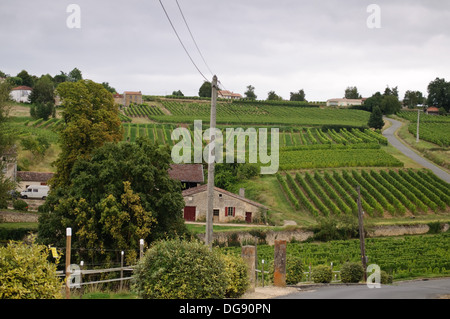 Vigneti di Sainte-Croix-du-Mont nella regione dei vini di Bordeaux di Francia Foto Stock