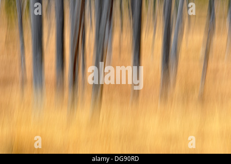 Dead intoppi ed erbe nei pressi di ossidiana Creek e il Parco Nazionale di Yellowstone Wyoming USA Foto Stock