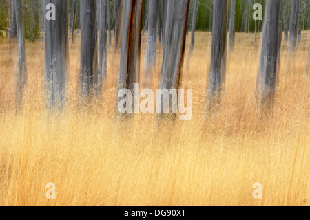 Dead intoppi ed erbe nei pressi di ossidiana Creek e il Parco Nazionale di Yellowstone Wyoming USA Foto Stock