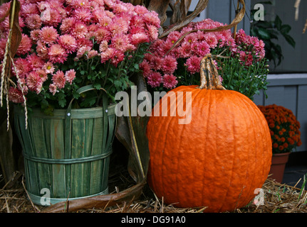 Rosa crisantemi in un cesto e una zucca su una balla di fieno su un portico Foto Stock