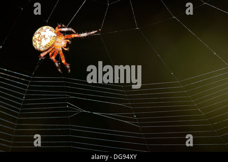 Close-up di marmo di Orb Weaver Spider - Brevard, North Carolina, STATI UNITI D'AMERICA Foto Stock