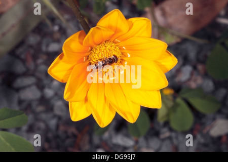 Close-up di comune australiano Hover / Flower Fly per raccogliere il polline dal fiore Gazania - Melangyna viridiceps - Famiglia Syrphidae Foto Stock