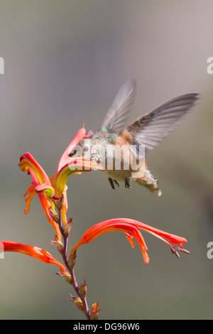 Allen Hummingbird con il disegno di legge in un fiore come alimentazione si libra in midair.(Selasphorus sasin).Irvine, California Foto Stock