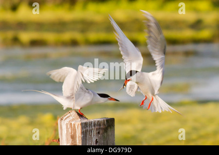 Forster's Tern nel pesce in esso è bill vola giù per offrire a una donna come parte di corteggiamento.(Sterna forsteri).Bola Chica Zone Umide,California Foto Stock