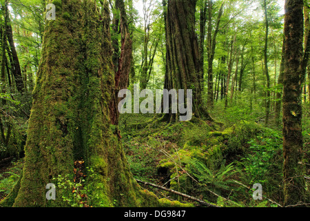 Foresta nativa intorno Maruia River Valley. Foto Stock