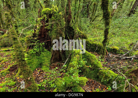 Foresta nativa intorno Maruia River Valley. Foto Stock