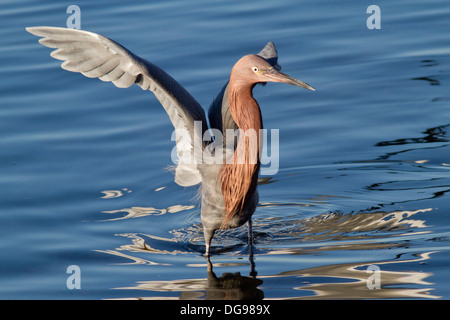 Garzetta rossastra nell'acqua con le ali.(Egretta rufescens).Bolsa Chica Zone Umide,California Foto Stock