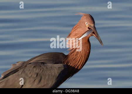 Garzetta rossastra con pesce in esso è bill-closeup.(Egretta rufescens).Bolsa Chica Zone Umide,California Foto Stock