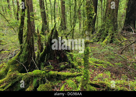 Foresta nativa intorno Maruia River Valley. Foto Stock