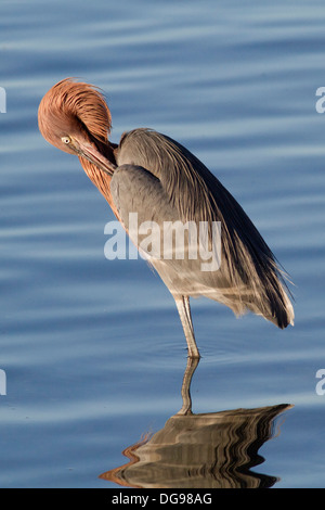 Garzetta rossastra nell'acqua toelettatura.(Egretta rufescens).Bolsa Chica Zone Umide,California Foto Stock