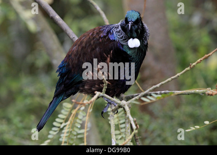 Tui Prosthemadera novaeseelandiae (Gmelin, 1788) Foto Stock