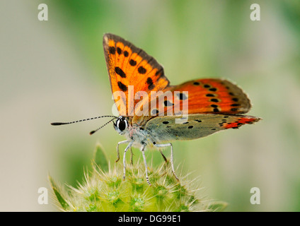 Rame di grandi dimensioni - farfalla Lycaena dispar femmina Foto Stock