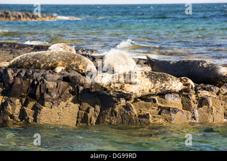 Le foche grigie (Halichoerus grypus) sulle isole farne, Northumberland, Regno Unito. Foto Stock