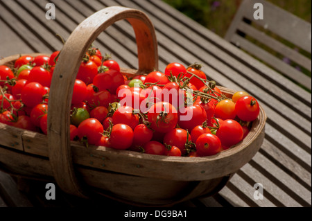 Fine stagione del raccolto di pomodori in trug di legno sul tavolo da giardino. Foto Stock