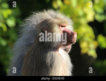 Hamadryas baboon (Papio hamadryas) close-up Foto Stock