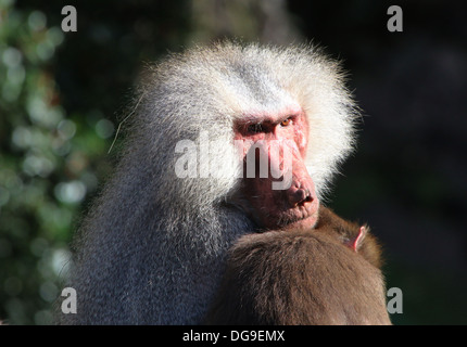 Maschio maturo Hamadryas baboon (Papio hamadryas) close-up Foto Stock