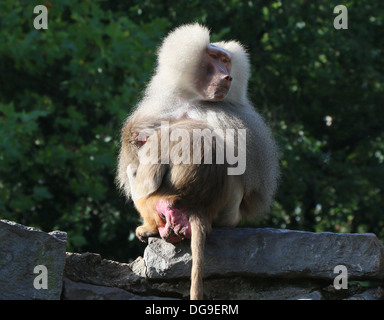 Maschio maturo babbuino (Papio hamadryas) consolante youngster Foto Stock