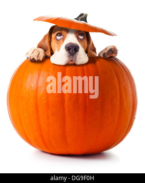 Beagle in zucca isolato su uno sfondo bianco Foto Stock