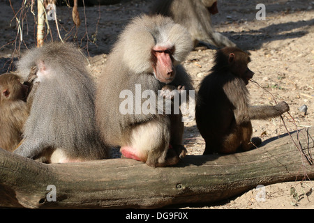 Gruppo di maschio maturo Hamadryas babbuini (Papio hamadryas, a.k.a sacro babbuino) Foto Stock