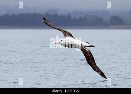 Southern royal albatross in volo Diomedea epomophora lezione, 1825 Foto Stock