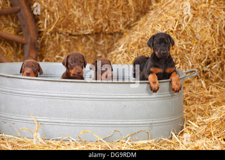 Dobermann Pinscher, cuccioli, 5 settimane |Dobermann, Welpen, 5 Wochen Foto Stock