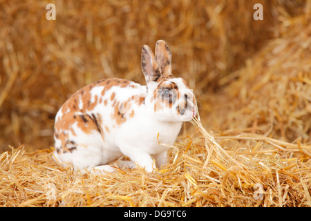 Rex Dwarf Rabbit, tricolore della Dalmazia Foto Stock