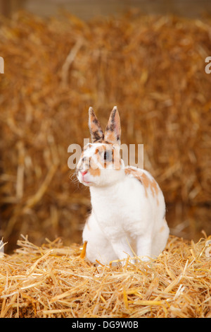 Rex Dwarf Rabbit, tricolore della Dalmazia Foto Stock