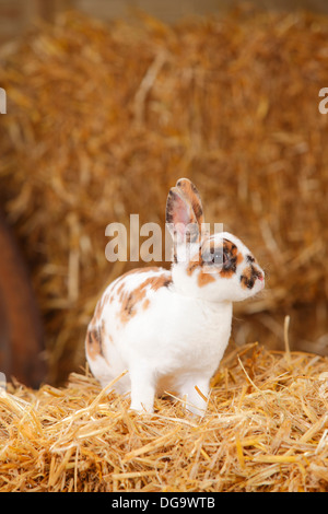 Rex Dwarf Rabbit, tricolore della Dalmazia Foto Stock