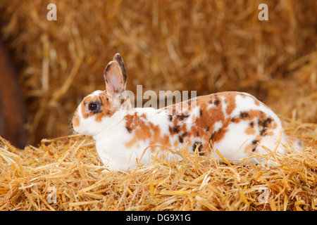 Rex Dwarf Rabbit, tricolore della Dalmazia Foto Stock