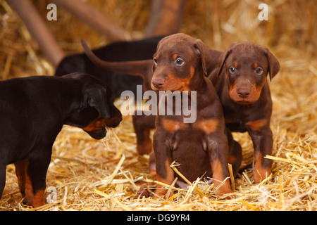 Dobermann Pinscher, cuccioli, 5 settimane |Dobermann, Welpen, 5 Wochen Foto Stock