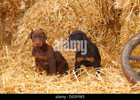 Dobermann Pinscher, cuccioli, 5 settimane |Dobermann, Welpen, 5 Wochen Foto Stock