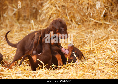 Dobermann Pinscher, cuccioli, 5 settimane |Dobermann, Welpen, 5 Wochen Foto Stock