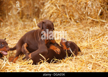 Dobermann Pinscher, cuccioli, 5 settimane |Dobermann, Welpen, 5 Wochen Foto Stock