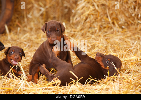 Dobermann Pinscher, cuccioli, 5 settimane |Dobermann, Welpen, 5 Wochen Foto Stock
