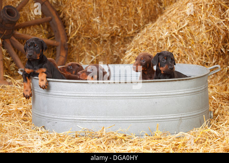 Dobermann Pinscher, cuccioli, 5 settimane |Dobermann, Welpen, 5 Wochen Foto Stock