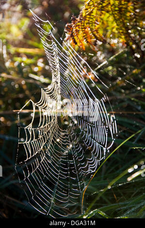 Ardara, County Donegal, Irlanda. Il 17 ottobre 2013. La mattina presto la rugiada rifratta sul web ragni tra i colori autunnali in un irlandese rurale siepe. Foto di:Richard Wayman/Alamy Live News Foto Stock