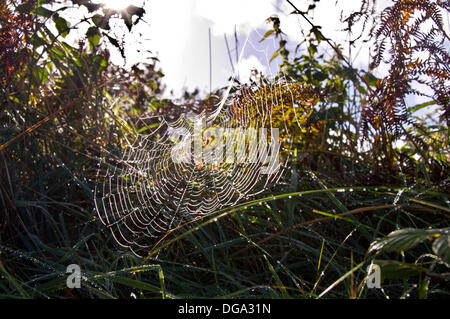 Ardara, County Donegal, Irlanda. Il 17 ottobre 2013. La mattina presto la rugiada rifratta sul web ragni tra i colori autunnali in un irlandese rurale siepe. Foto di:Richard Wayman/Alamy Live News Foto Stock