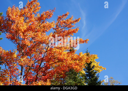 Un bel colore arancione e foglie rosse di uno zucchero acero, Acer saccharum, in autunno o in autunno Foto Stock