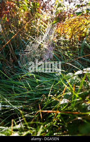 Rifrattori Rugiada di mattina presto sun su una spider web Foto Stock