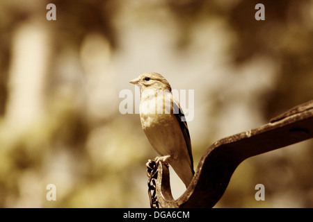 Una femmina di American Cardellino appollaiato su un uccello alimentatore in una foresta in primavera a Winnipeg, Manitoba, Canada Foto Stock