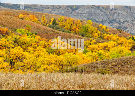 Verde frassino visualizzazione inizio autunno colore in praterie Theodore Roosevelt National Park South Dakota del Nord STATI UNITI D'AMERICA Foto Stock