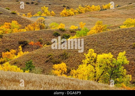 Verde frassino visualizzazione inizio autunno colore in praterie Theodore Roosevelt National Park South Dakota del Nord STATI UNITI D'AMERICA Foto Stock