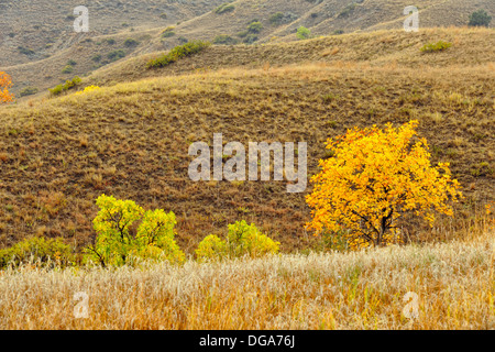 Verde frassino visualizzazione inizio autunno colore in praterie Theodore Roosevelt National Park South Dakota del Nord STATI UNITI D'AMERICA Foto Stock