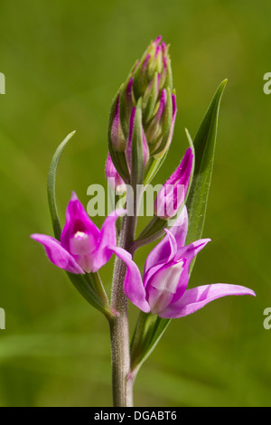 Red Helleborine (Cephalanthera rubra) orchid flower spike Foto Stock