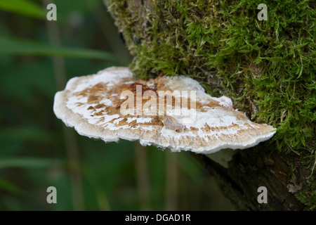 Staffa grande funghi che crescono da moss-coperto tronco di albero Foto Stock