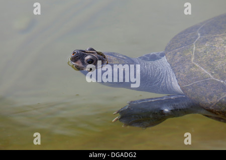 Tartaruga Arrau nel fiume Foto Stock